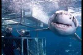Cage Dive 2017